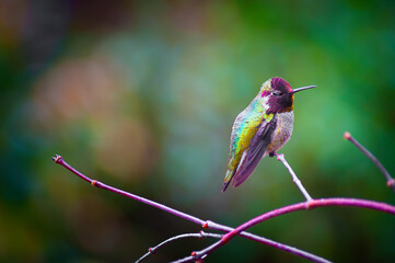 Anna Hummingbird perched on a branch