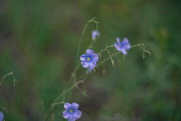 Gorgeous macro flowers