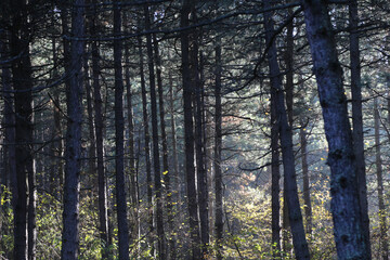Fototapeta premium forest trees