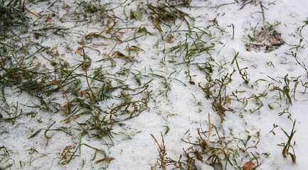 Small green plants covered in first winter snow. City park. Winter view.