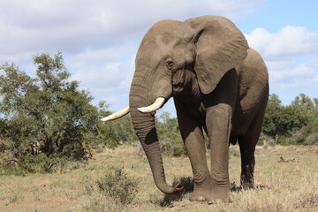 Afrikanischer Elefant / African elephant / Loxodonta africana