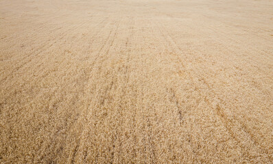 Fototapeta na wymiar Field of corn