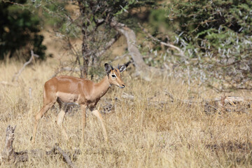 Schwarzfersenantilope / Impala / Aepyceros melampus..