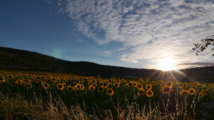 Rays of light in sunflowers