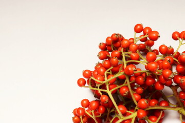 a plant with round and red fruits in the form of clusters and used especially in expressions about New Year.