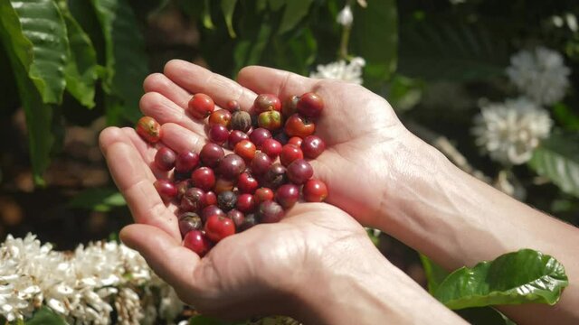male hands holding red arabica coffee bean, fresh harvested organic coffee. agriculture industry, coffee plantation. farmer harvesting berries outdoor