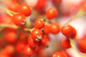 a plant with round and red fruits in the form of clusters and used especially in expressions about New Year.
