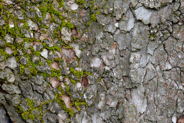Dogwood Bark Moss
