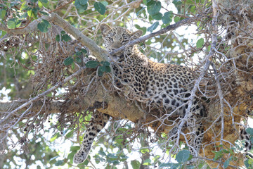 Leopard / Leopard / Panthera pardus.