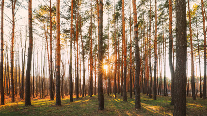 Beautiful Sunset Sunrise Sun Sunshine In Sunny Spring Coniferous Forest. Sunlight Through Woods In Forest Landscape