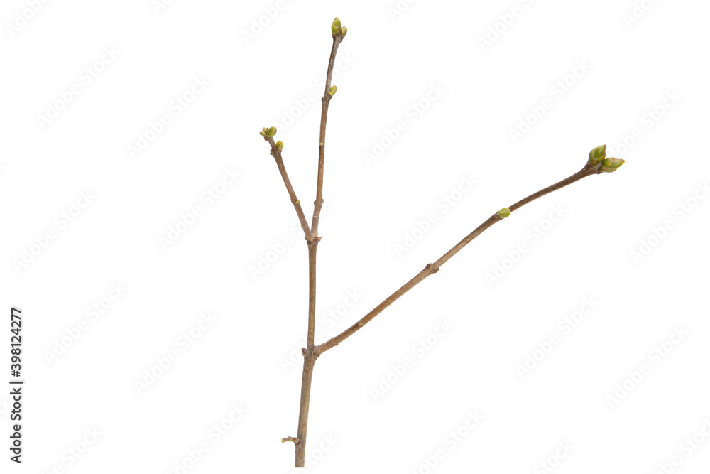 Poster tree branch without leaves isolated on white background