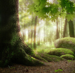 Forest landscape with thick tree, mossy rocks, sun light rays