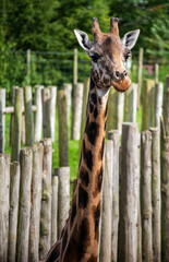 Portrait of a Giraffe in a Zoo