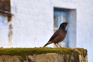 Indian bird on a green musk, window behind.  