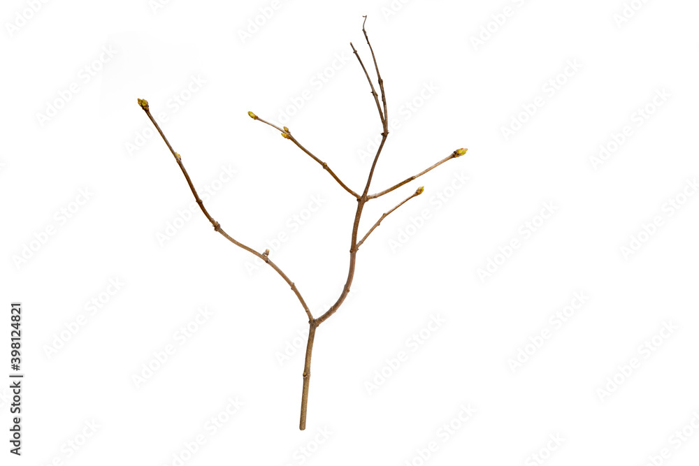Poster tree branch without leaves isolated on white background