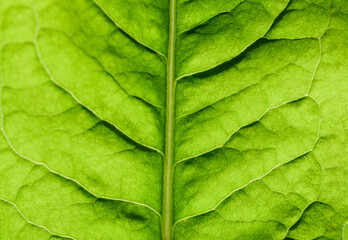 Extreme close up texture of leaf veins. backlight fresh green Leaf. morning sunlight with copy space as background natural green plants landscape, ecology, fresh wallpaper concept. macro