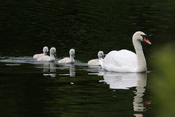 Swan and cygnets reflected in a lake