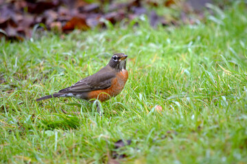 American Robin 05