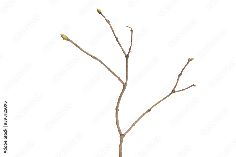 Poster tree branch without leaves isolated on white background