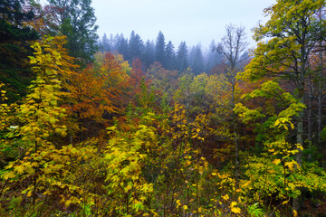 Beech forest in autumn, Ilirska Bistrica, Green Karst, Slovenia, Europe