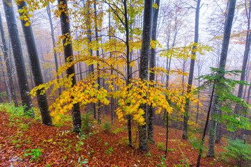 Beech forest in autumn, Ilirska Bistrica, Green Karst, Slovenia, Europe