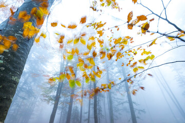 Beech forest in autumn, Ilirska Bistrica, Green Karst, Slovenia, Europe