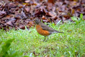 American Robin 12