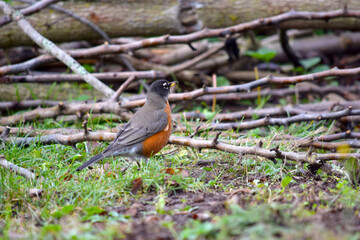 American Robin 15