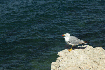 Seagull sits on a rock against the background of the sea. Bird, water and copy space
