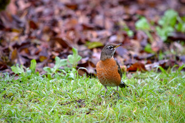 American Robin 18