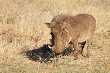 Warzenschwein / Warthog / Phacochoerus africanus