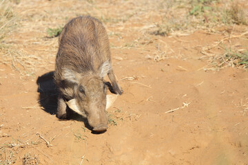 Warzenschwein / Warthog / Phacochoerus africanus