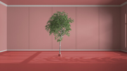 Imaginary fictional architecture, interior design of hall, classic empty room, open space, pink walls with trim molding in the background and birch tree in the middle of the room