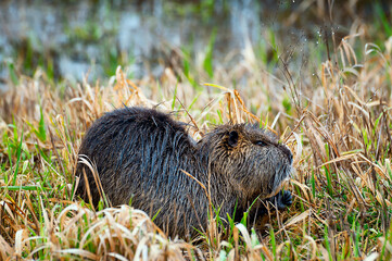 Close up of Nutria Rodent