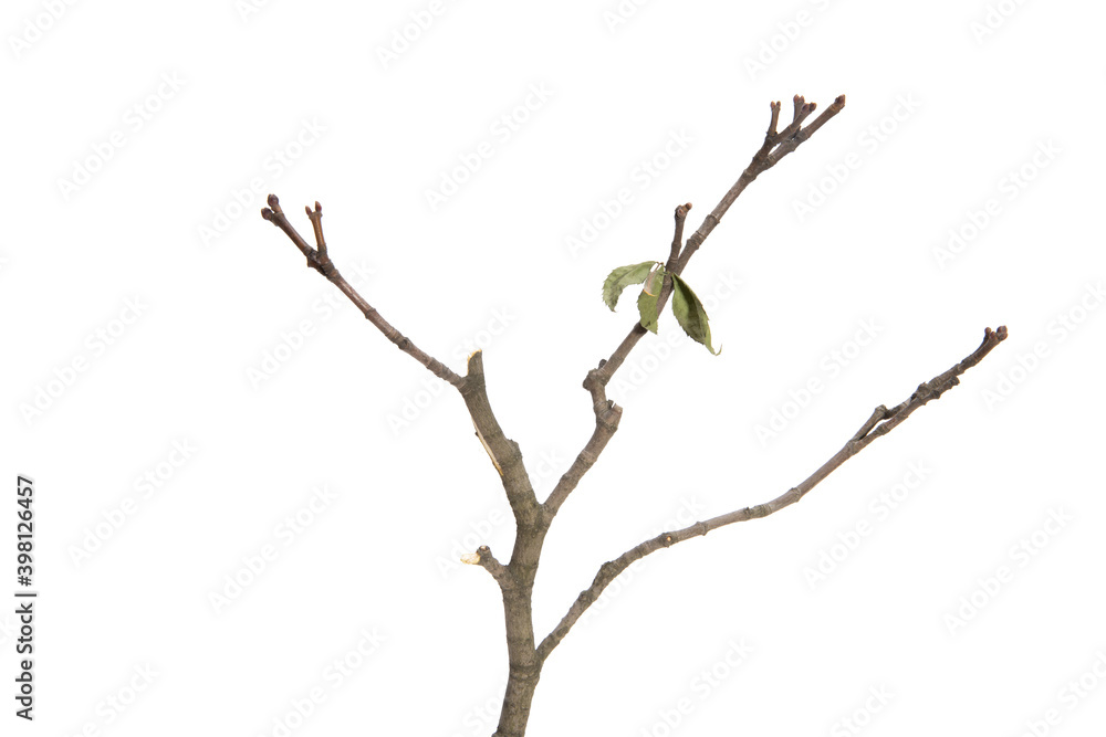 Poster tree branch without leaves isolated on white background