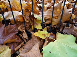 Closeup of autumn leaves in yellow brown on the floor in front of a small fence