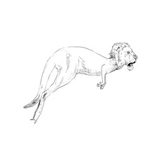 Obraz na płótnie Canvas Unusual mixture of animals. Kangaroo with lion head. Hybrids species sketch. Fantasy art. Vector illustration clip art.