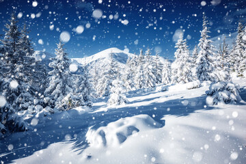 Fototapeta na wymiar White winter spruces in snow on a frosty day. Location place Carpathian mountains, Ukraine.