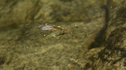 close up of a dragonfly