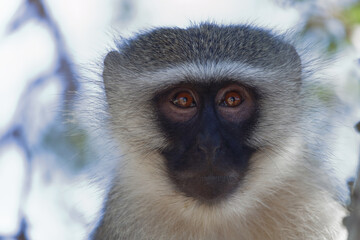 Grüne Meerkatze / Vervet monkey / Cercopithecus aethiops .