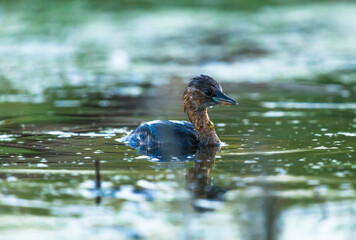 Close-up of a Little Grebe, a species of Grebe, floating in a pond