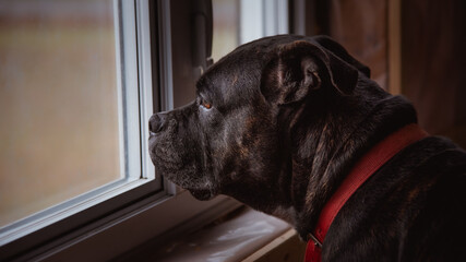 Chien de race boxer bullmastiff qui regarde par la fenêtre, vieux chien qui attend sa famille