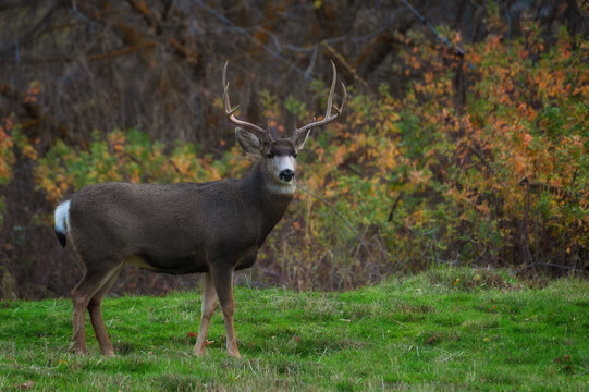 Buck stands pround