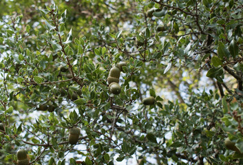 Green acorns on oak tree branch in forest