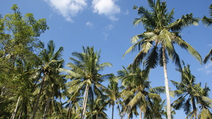 palm trees against blue sky with some white clouds