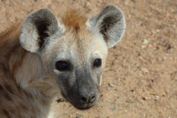 T&uuml;pfelhy&auml;ne / Spotted Hyaena / Crocuta crocuta.