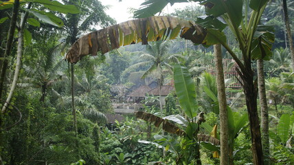 Old houses in a rainforest with palmtrees