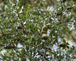 Green acorns on oak tree branch in forest