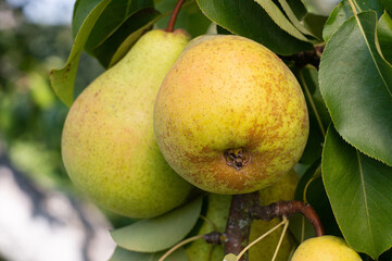 Ripe pears hang on a branch
