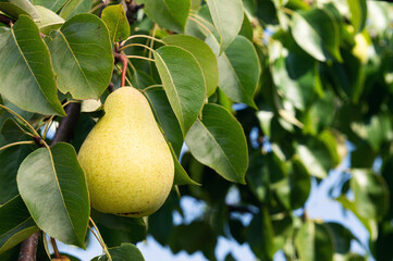 Ripe pears hang on a branch
